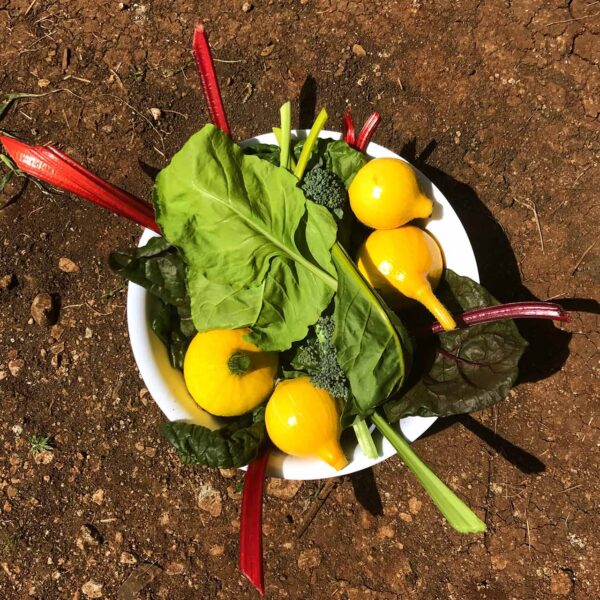 Garden Harvest