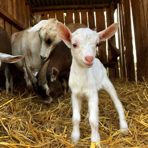 Milking goats