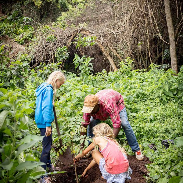 Tree Planting