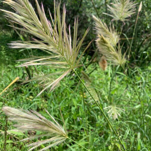 Tree and Grass Planting