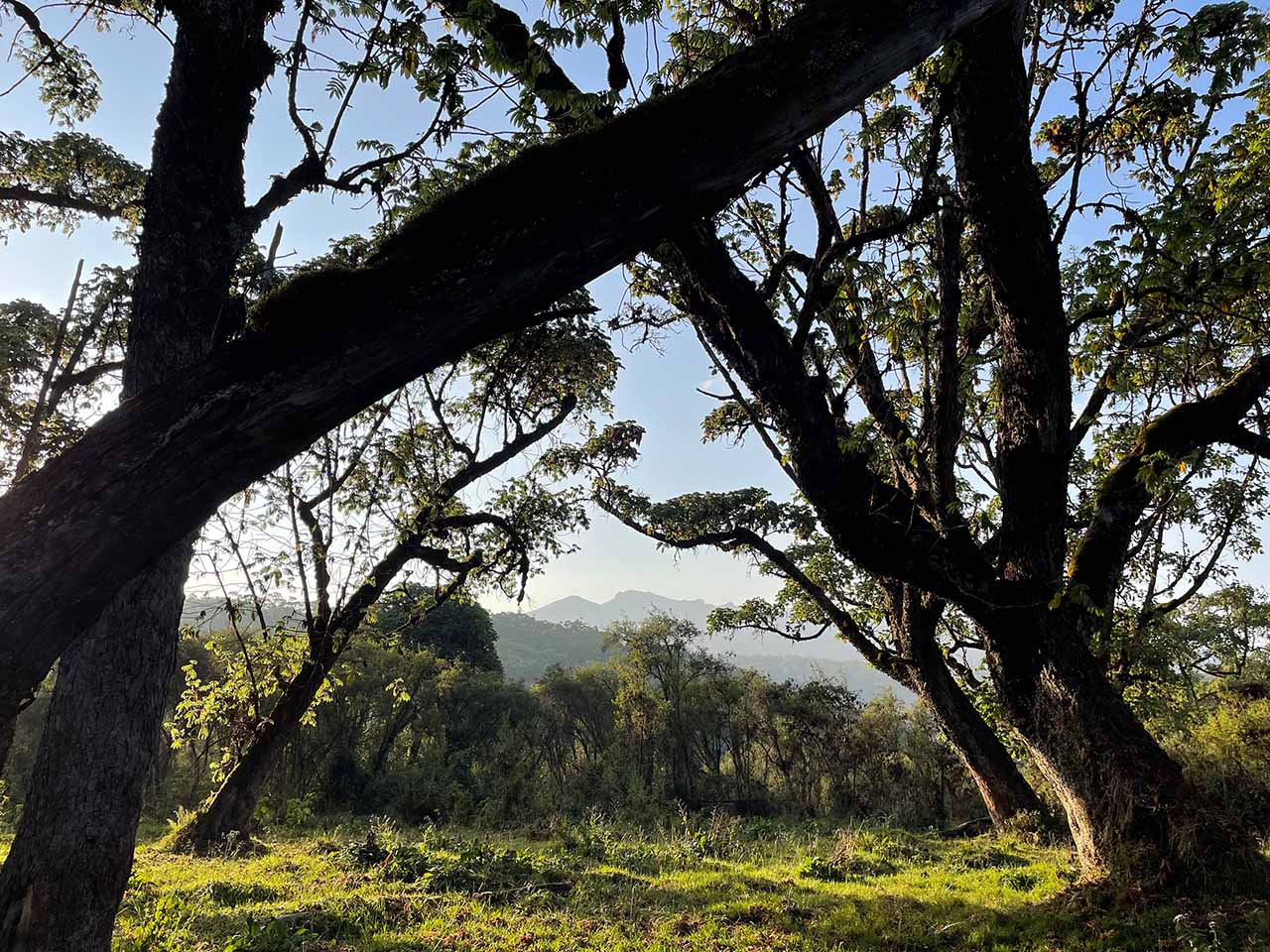 Dining beneath the trees