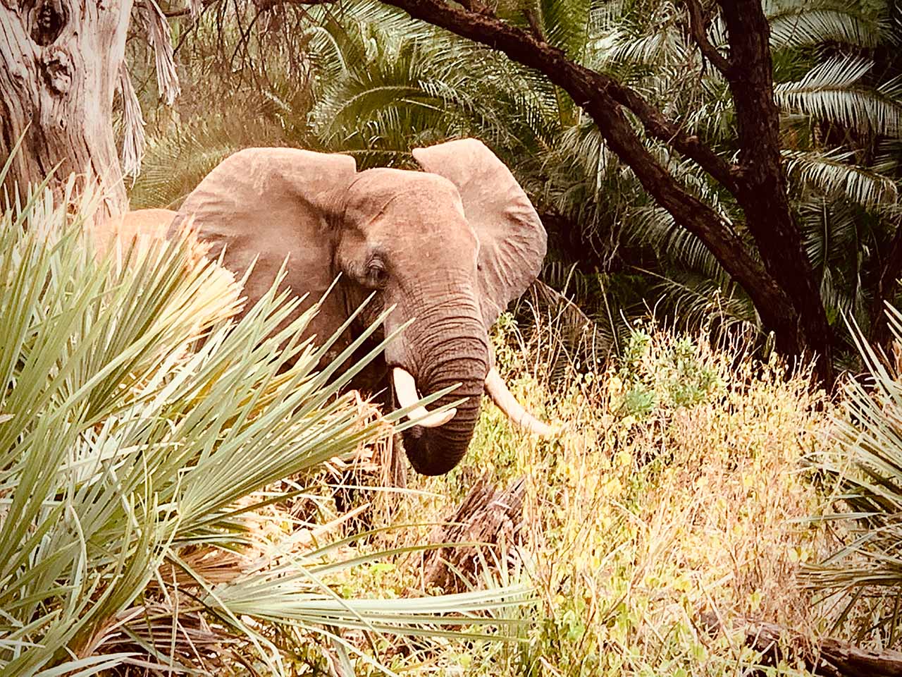 Elephant on safari