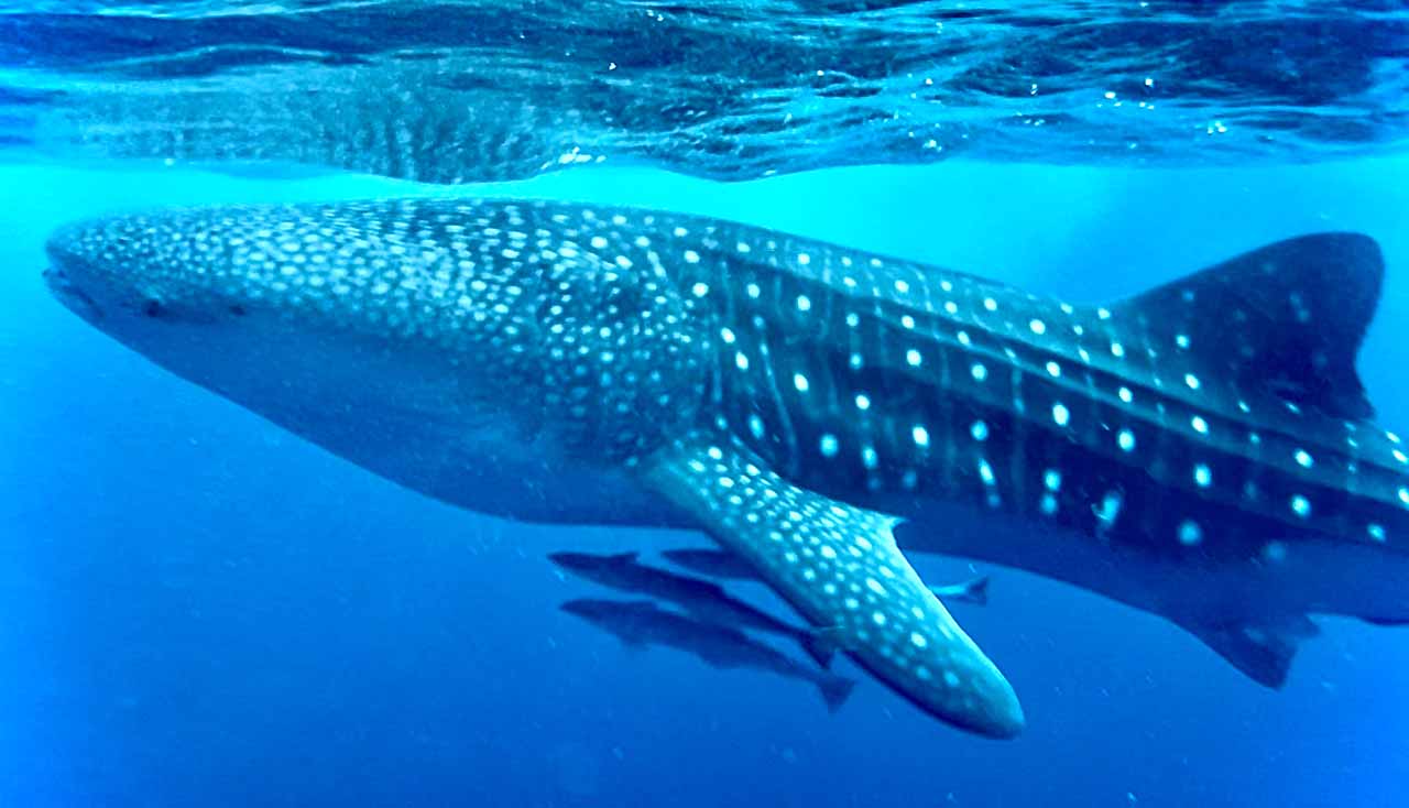 Sightings of turtles, Whale sharks whales and dolphins