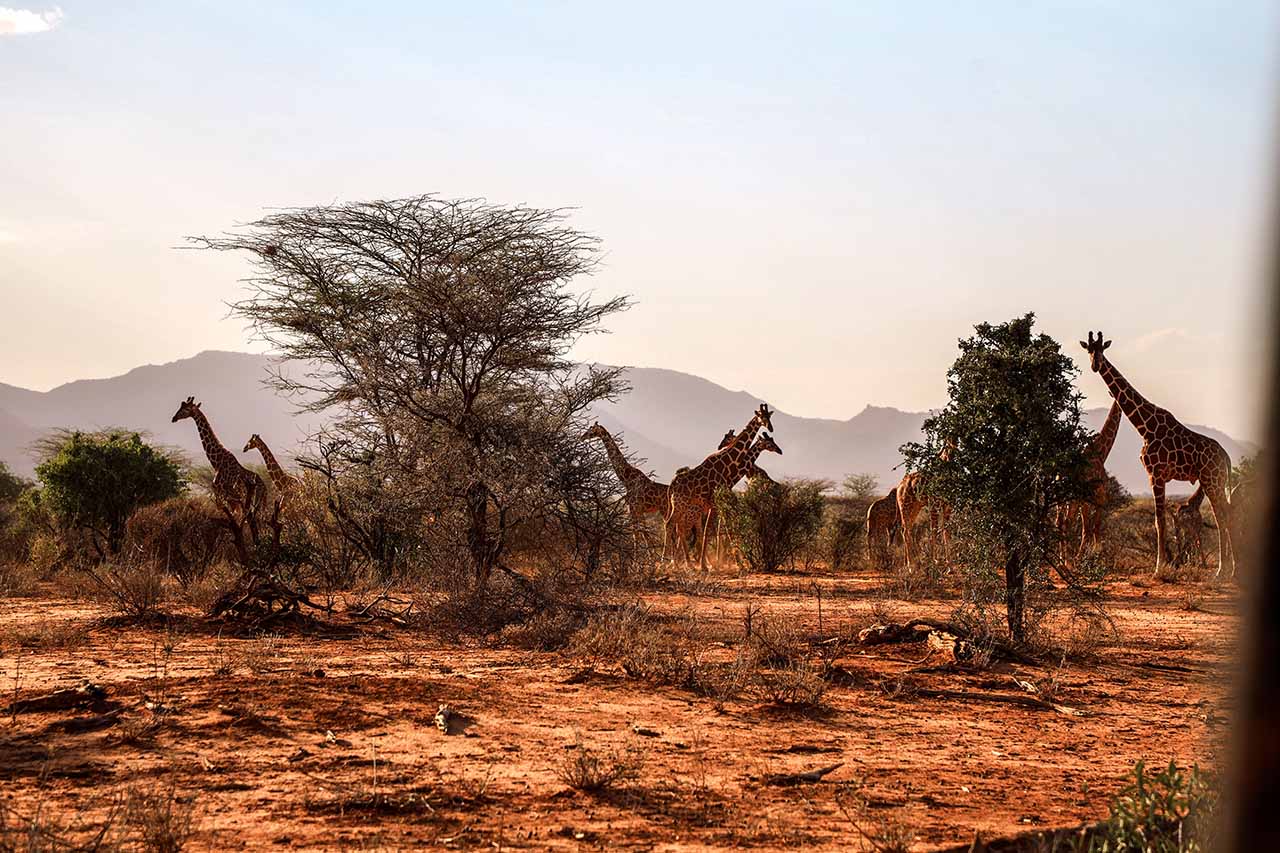 Game drives, giraffes