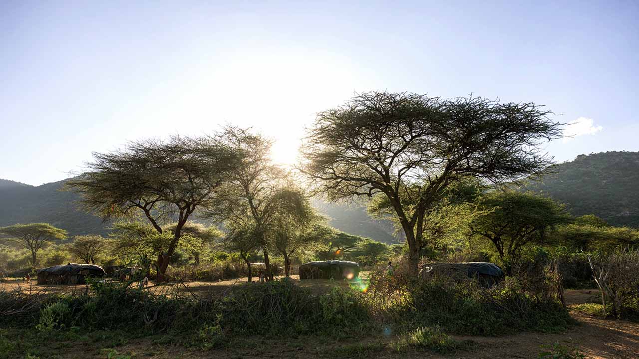 Tassia elephants in the trees