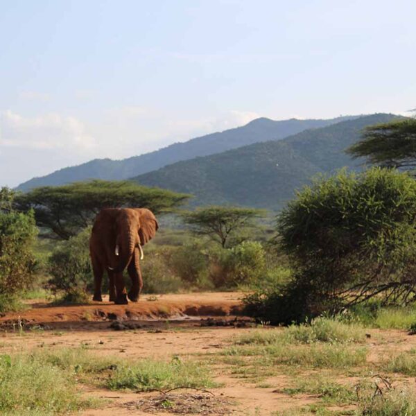 Game drives on Safari