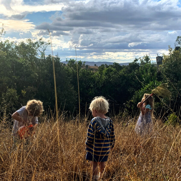 BUTTERFLY COLLECTING