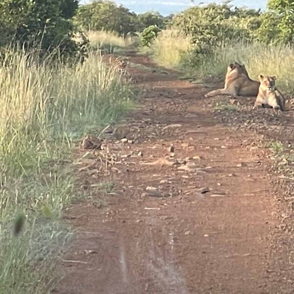 Lions on mobile safari