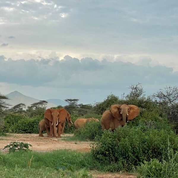 Elephant herd on mobile safari