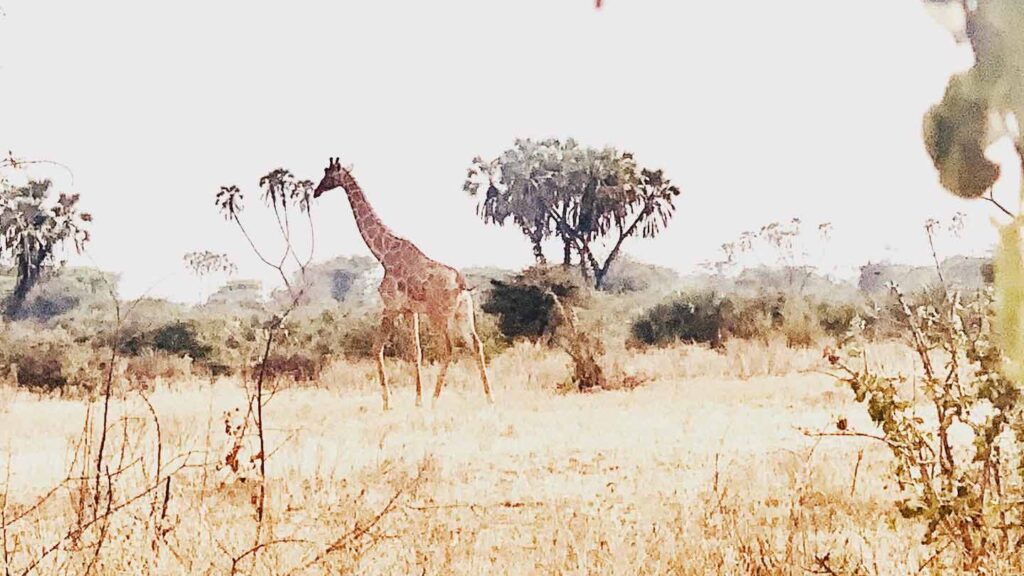 Giraffe in the trees