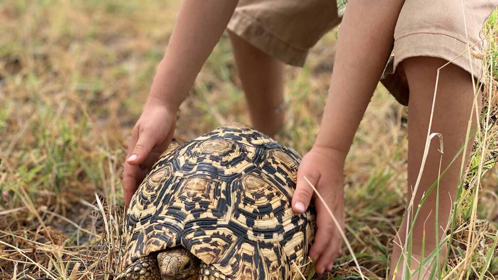 Tortoise found on mobile safari