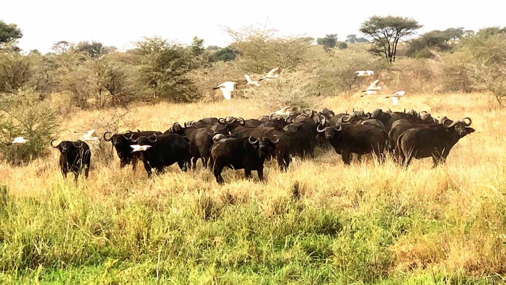 Buffalo on mobile safari