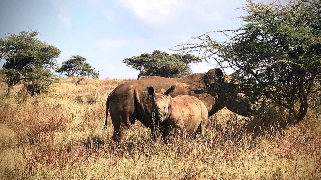 Rhino on mobile safari